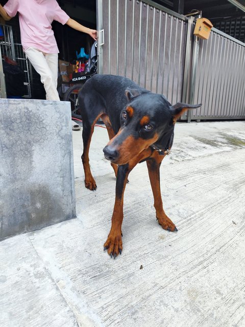 Max - Doberman Pinscher Dog