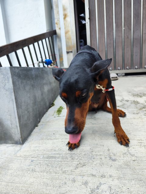 Max - Doberman Pinscher Dog