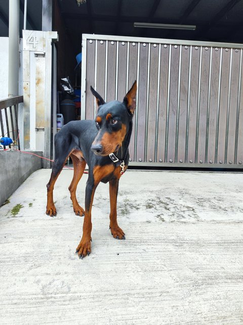 Max - Doberman Pinscher Dog