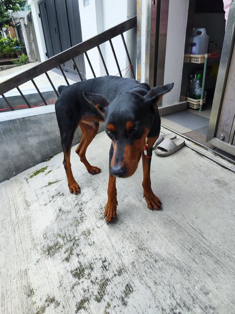 Max - Doberman Pinscher Dog