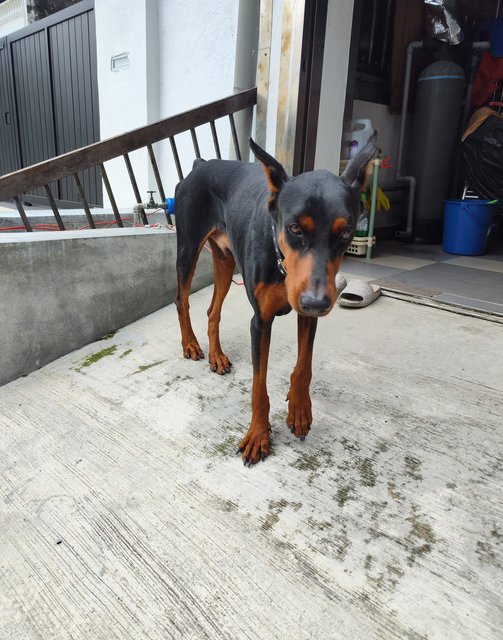 Max - Doberman Pinscher Dog