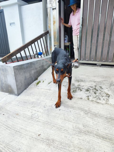 Max - Doberman Pinscher Dog