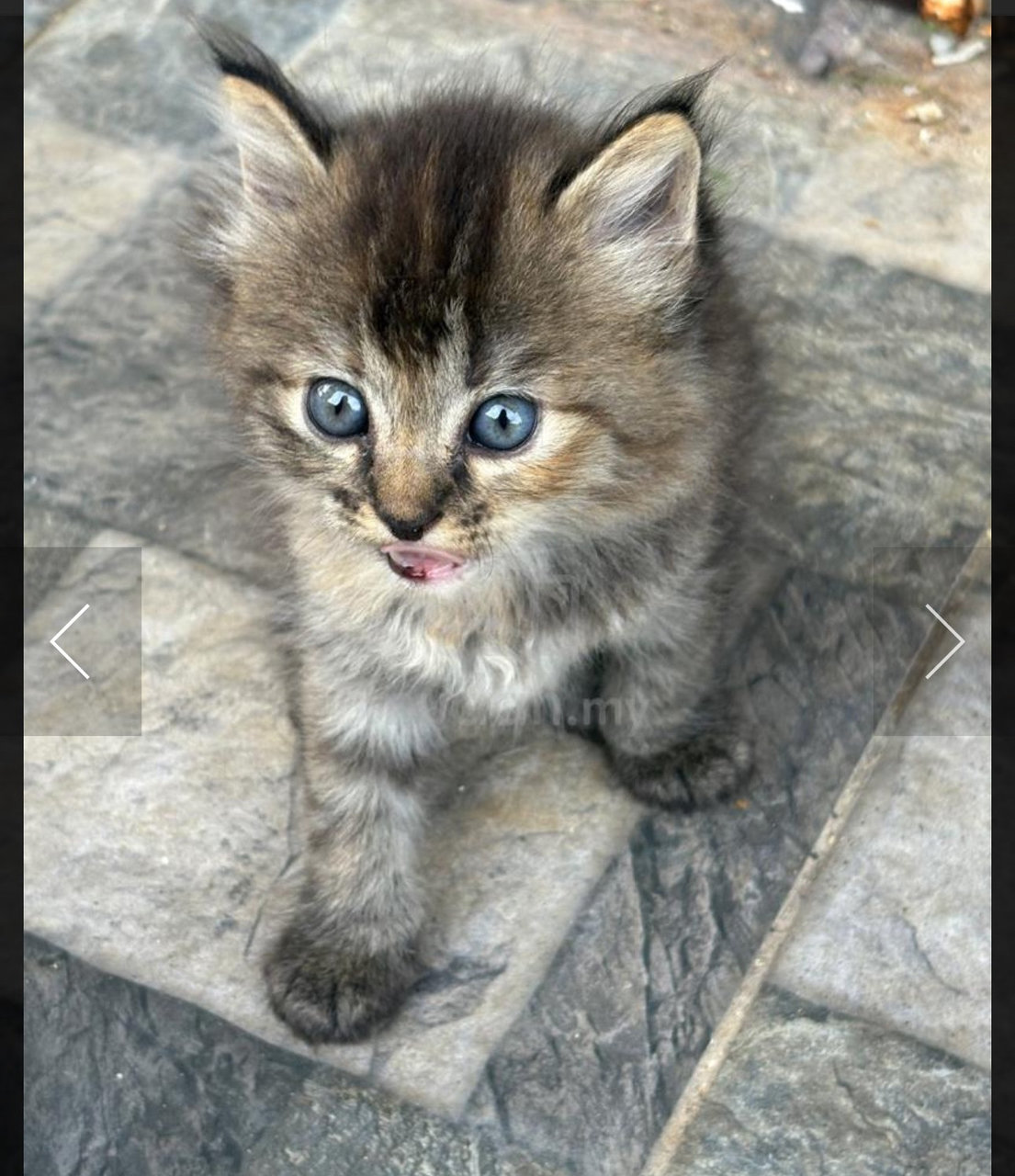 Pawlaa - British Shorthair + Domestic Medium Hair Cat