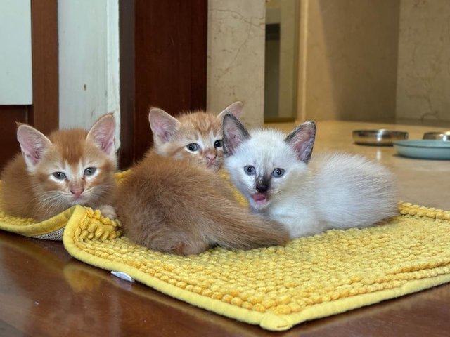 Grumpy, Bashful, Sleepy, Sneezy &amp; Happy - Domestic Short Hair Cat