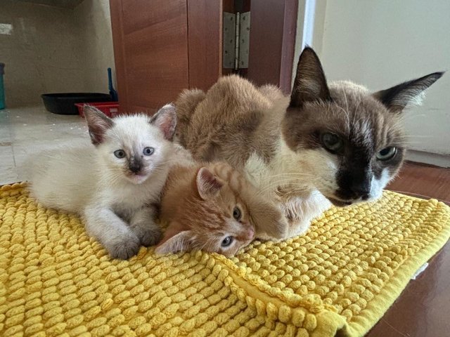 Grumpy, Bashful, Sleepy, Sneezy &amp; Happy - Domestic Short Hair Cat