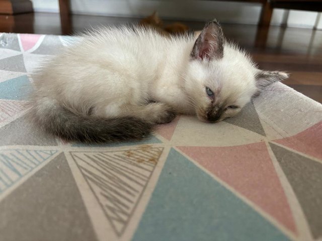 Grumpy, Bashful, Sleepy, Sneezy &amp; Happy - Domestic Short Hair Cat