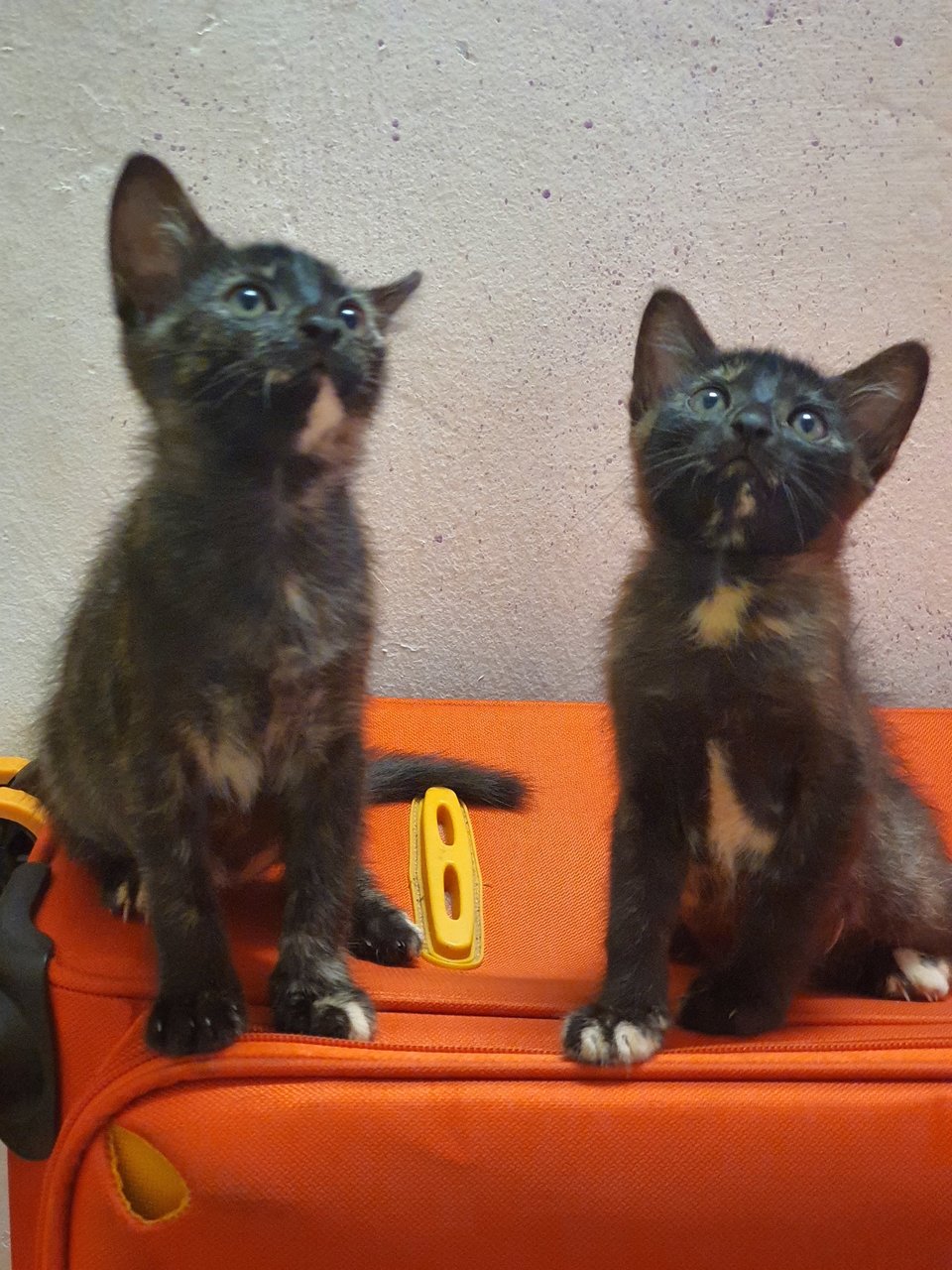 Brona &amp; Brooni - Domestic Short Hair Cat