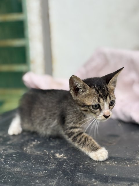 Baby Kittens - Domestic Short Hair Cat