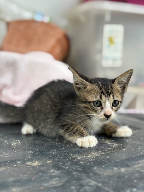 Baby Kittens - Domestic Short Hair Cat