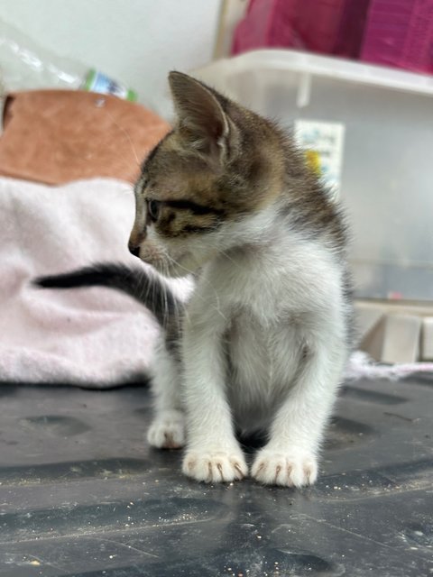 Baby Kittens - Domestic Short Hair Cat