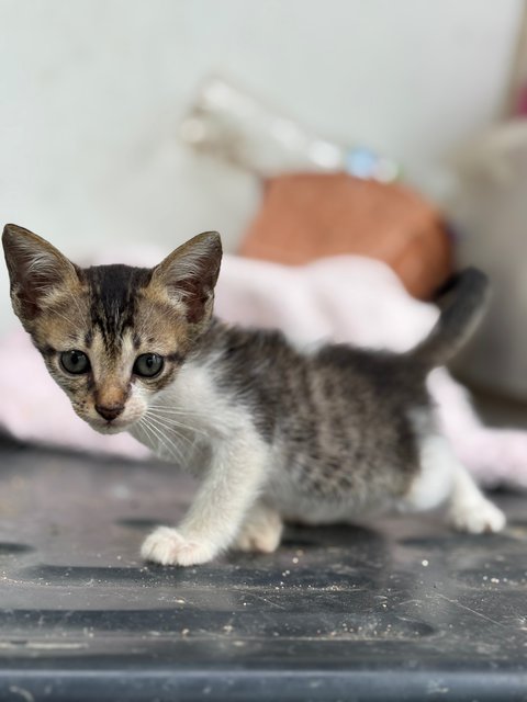 Baby Kittens - Domestic Short Hair Cat