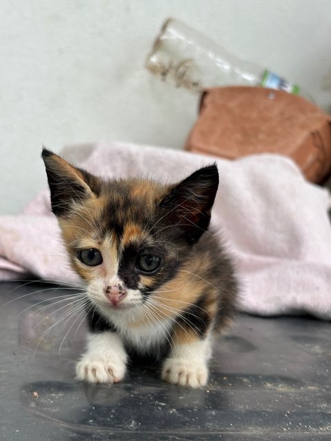 Baby Kittens - Domestic Short Hair Cat