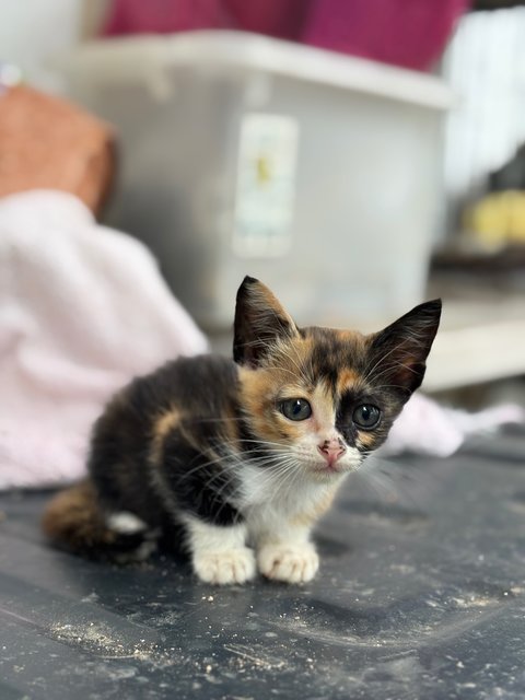 Baby Kittens - Domestic Short Hair Cat