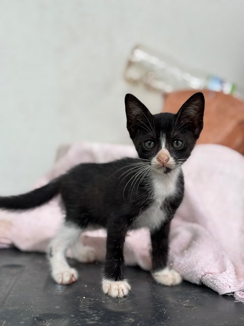 Baby Kittens - Domestic Short Hair Cat