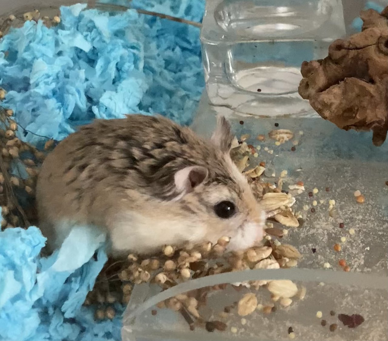 Chunky - Roborovsky's Hamster Hamster