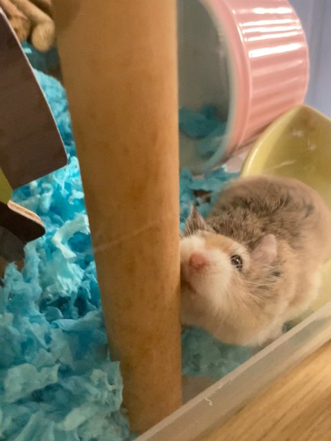 Chunky - Roborovsky's Hamster Hamster