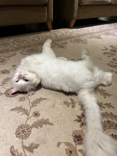 Snow White - Domestic Long Hair Cat