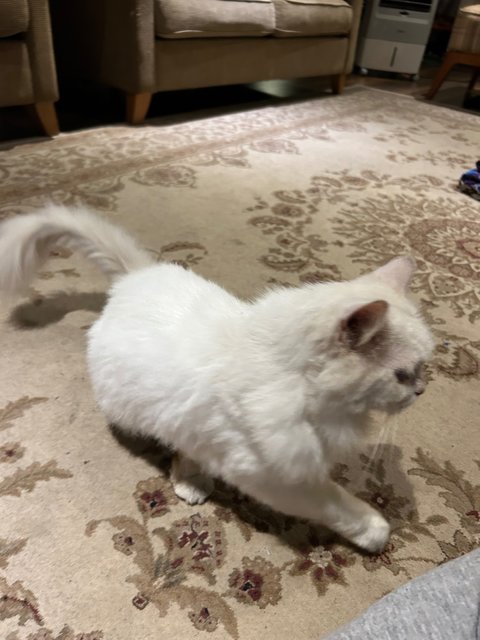 Snow White - Domestic Long Hair Cat