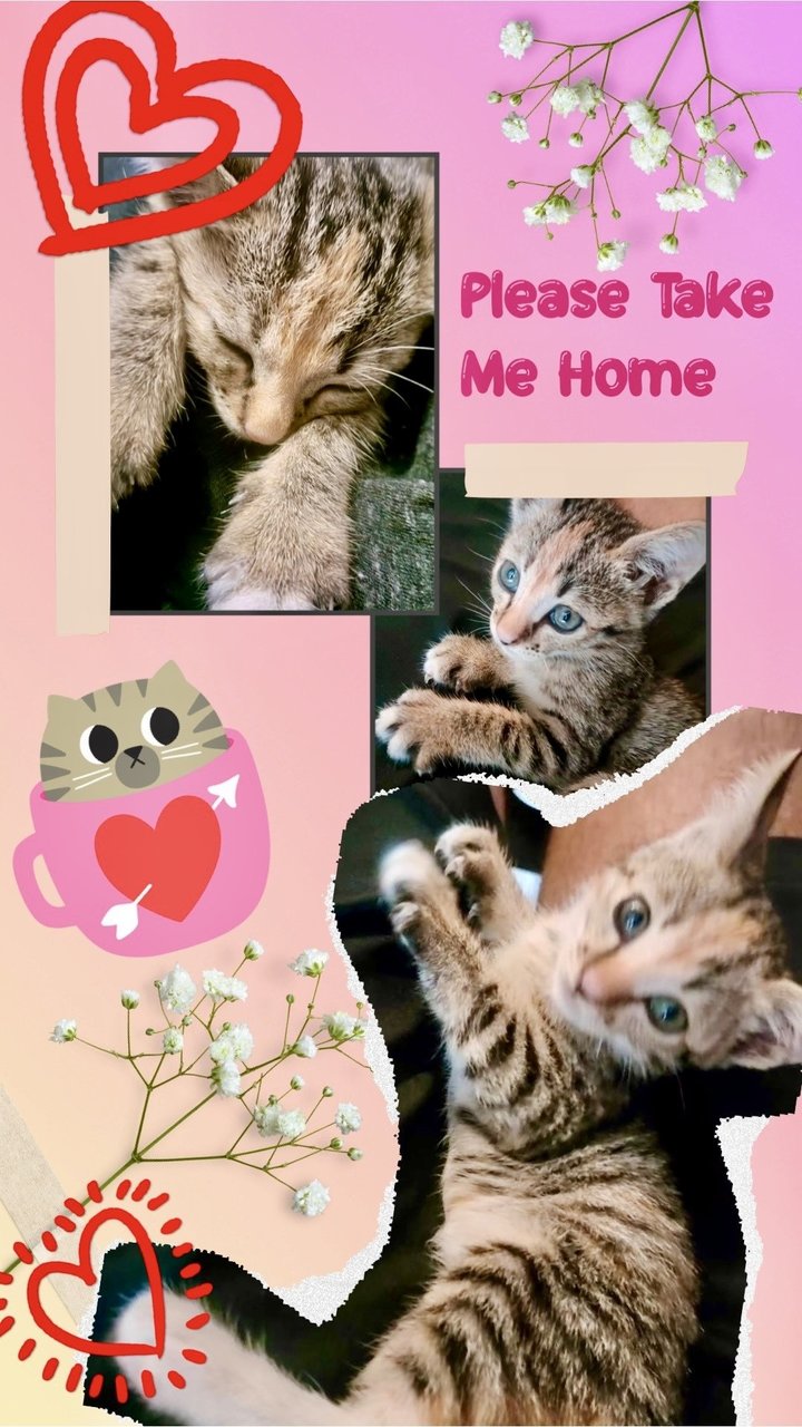 (Adopted Tq) Miki Girl - Domestic Short Hair Cat