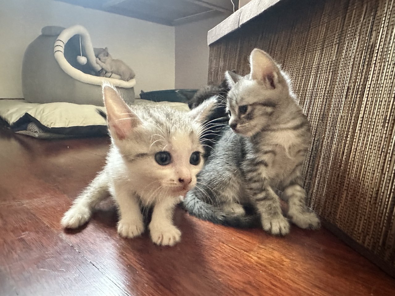 Kittens  - Domestic Short Hair Cat