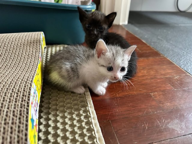 Kittens  - Domestic Short Hair Cat