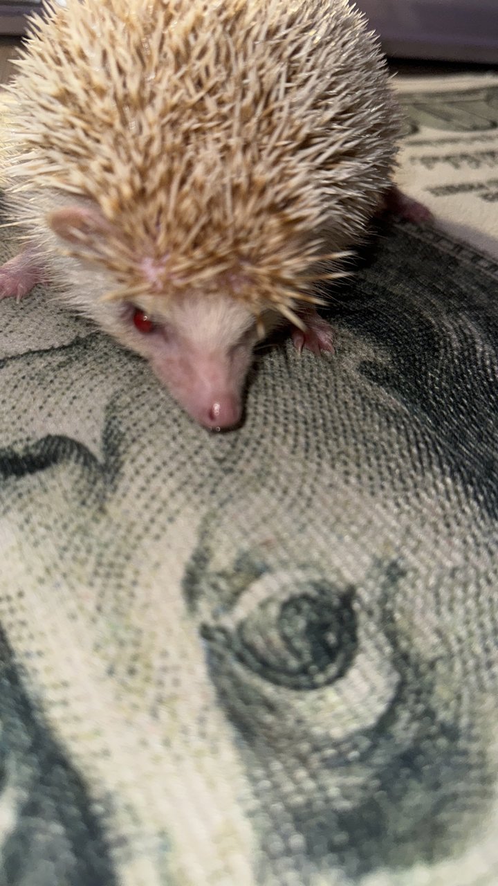 Vanessa - Hedgehog Small & Furry