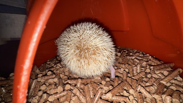 Vanessa - Hedgehog Small & Furry