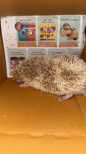 Vanessa - Hedgehog Small & Furry