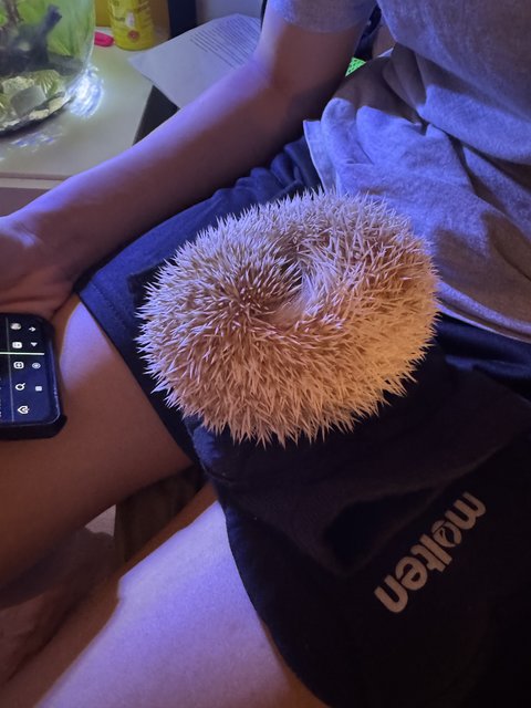 Vanessa - Hedgehog Small & Furry