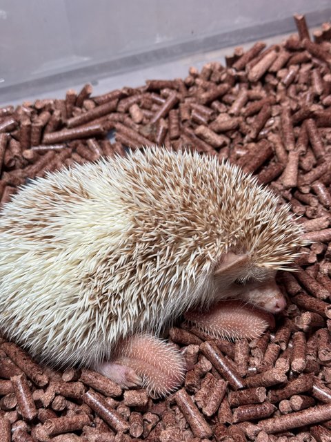 Vanessa - Hedgehog Small & Furry