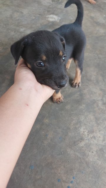 Daisy - Mixed Breed Dog