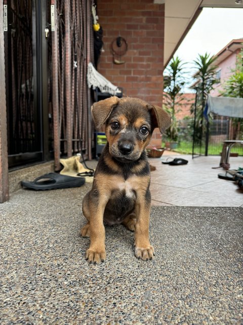 Lunaa - Mixed Breed Dog