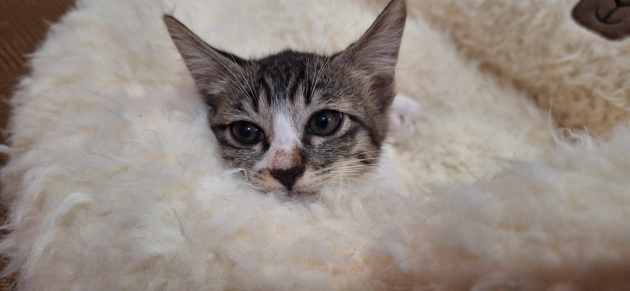 Comel - Domestic Short Hair Cat