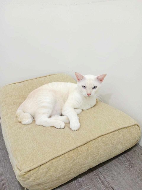 Putih - Domestic Short Hair Cat