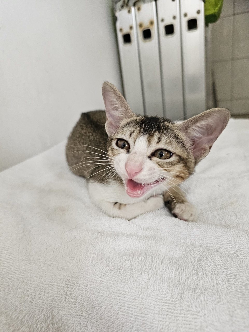 Smiley - Tabby + Domestic Short Hair Cat