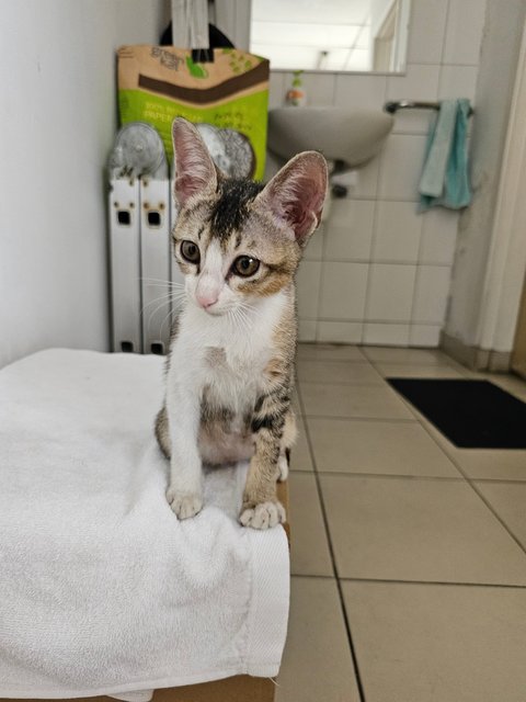 Smiley - Tabby + Domestic Short Hair Cat