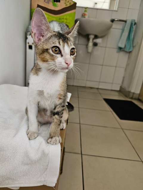 Smiley - Tabby + Domestic Short Hair Cat