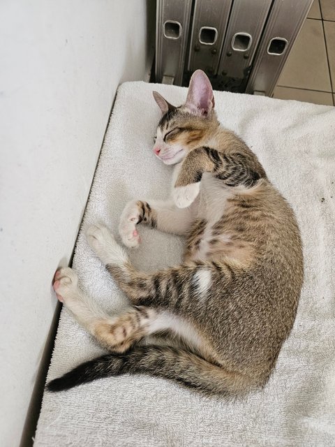 Smiley - Tabby + Domestic Short Hair Cat