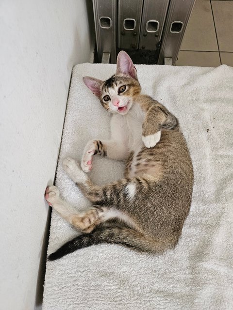 Smiley - Tabby + Domestic Short Hair Cat