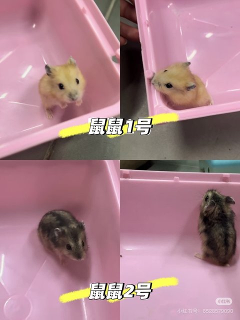 No Name - Common Hamster + Rat Hamster Hamster