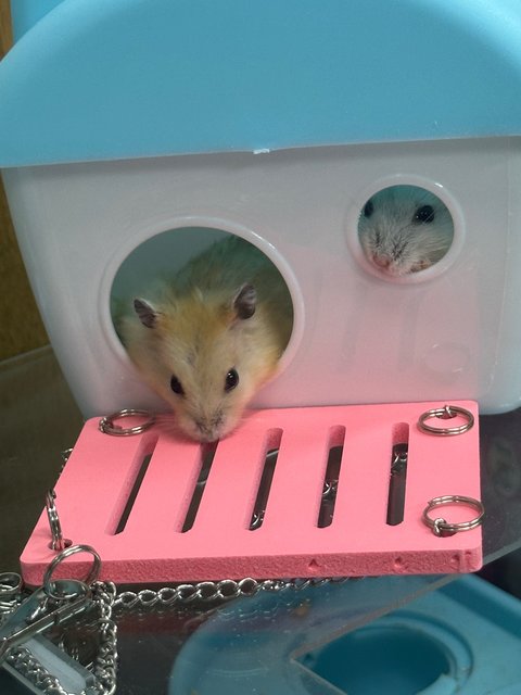 No Name - Common Hamster + Rat Hamster Hamster