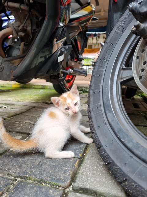 Rod - Domestic Medium Hair Cat