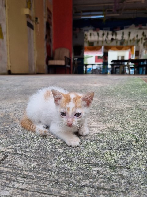 Rod - Domestic Medium Hair Cat