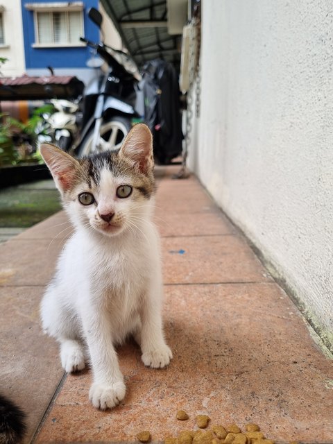 Moon - Domestic Medium Hair Cat