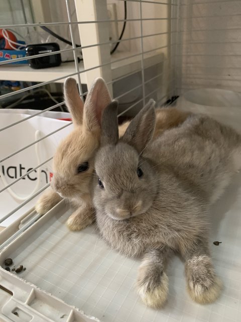 Cupcake And Fluffy - Netherland Dwarf Rabbit