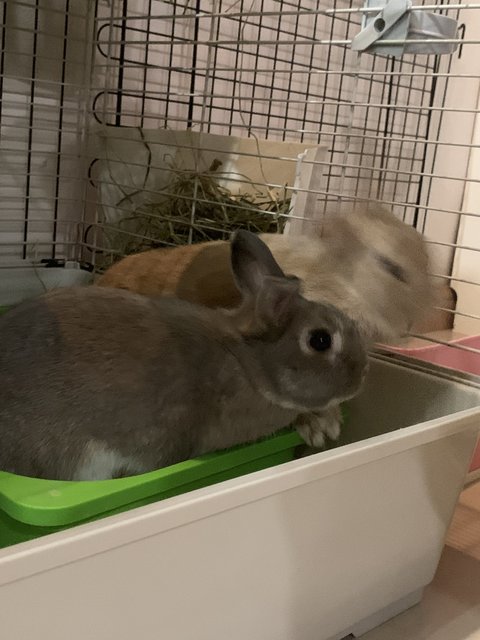 Cupcake And Fluffy - Netherland Dwarf Rabbit