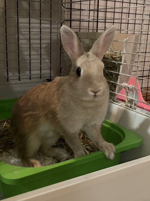 Cupcake And Fluffy - Netherland Dwarf Rabbit