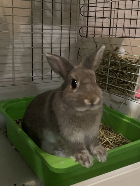 Cupcake And Fluffy - Netherland Dwarf Rabbit