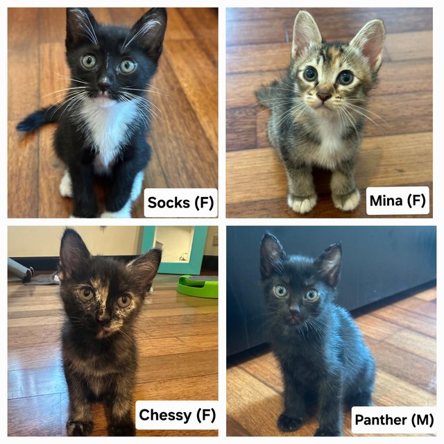 4 Kitties - Domestic Short Hair Cat