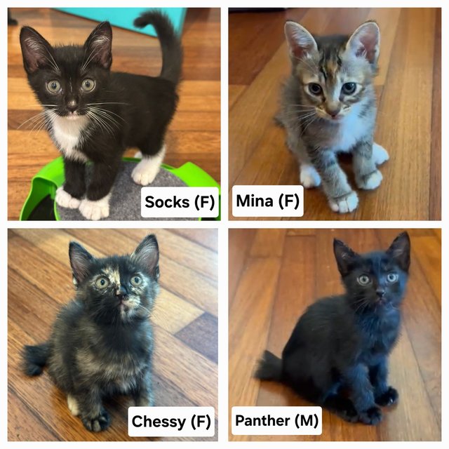 4 Kitties - Domestic Short Hair Cat